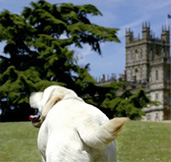 The Unsung Heroes of Downton Abbey: Isis